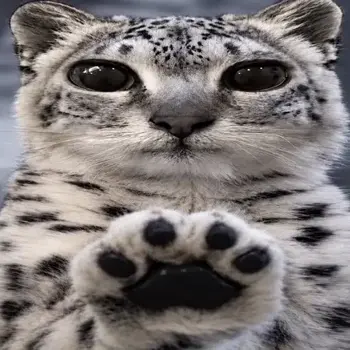paws at you (paws)